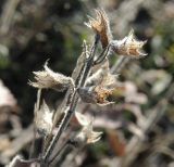 Teucrium chamaedrys. Сухое соплодие. Краснодарский край, станица Должанская, коса Долгая. 03.11.2010.