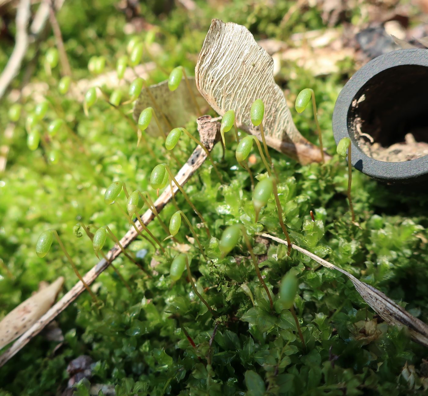 Image of genus Plagiomnium specimen.