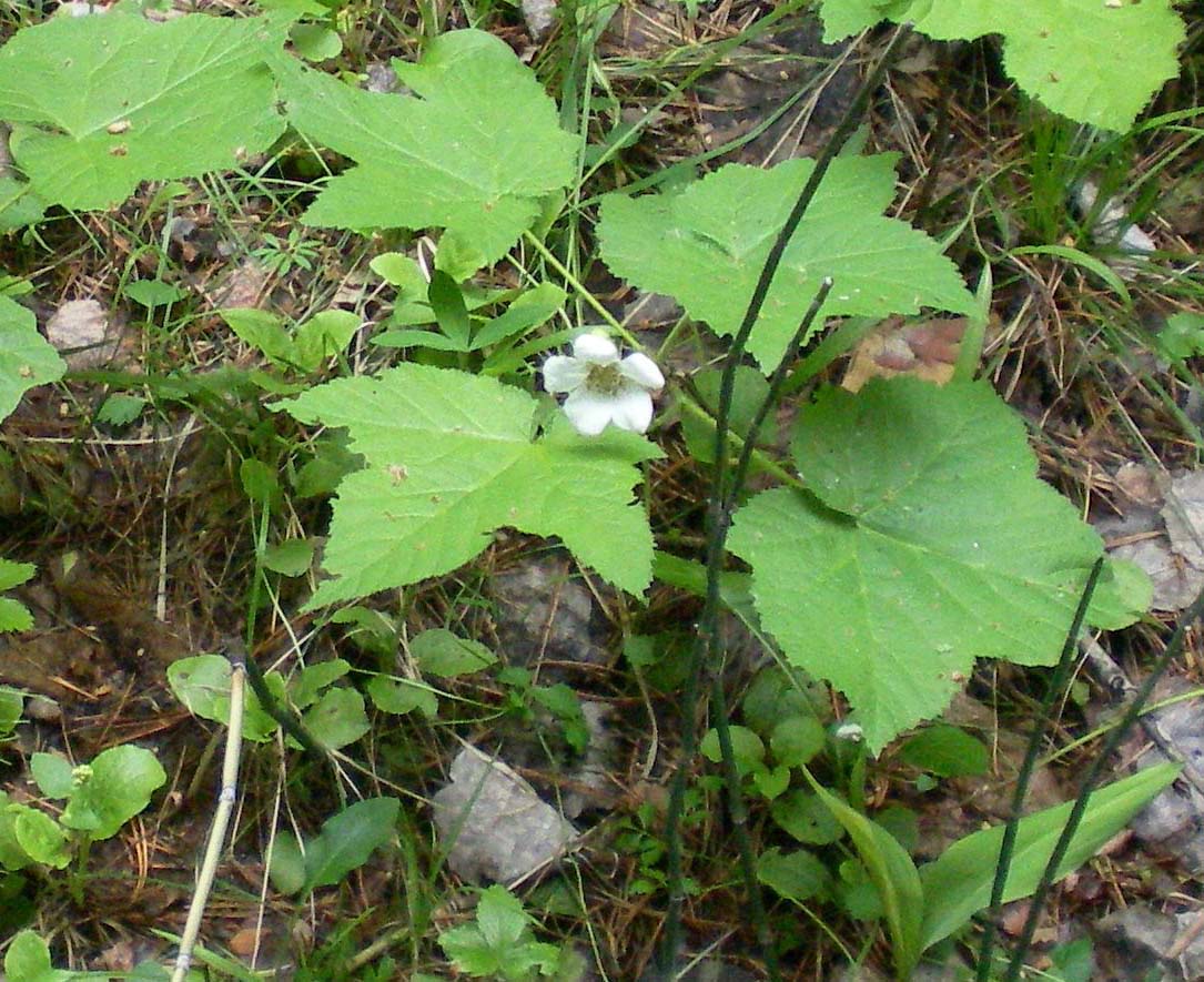 Изображение особи Rubus parviflorus.