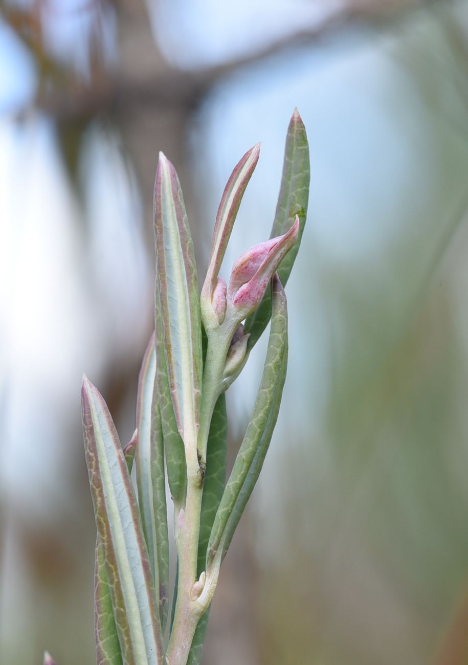 Image of Andromeda polifolia specimen.