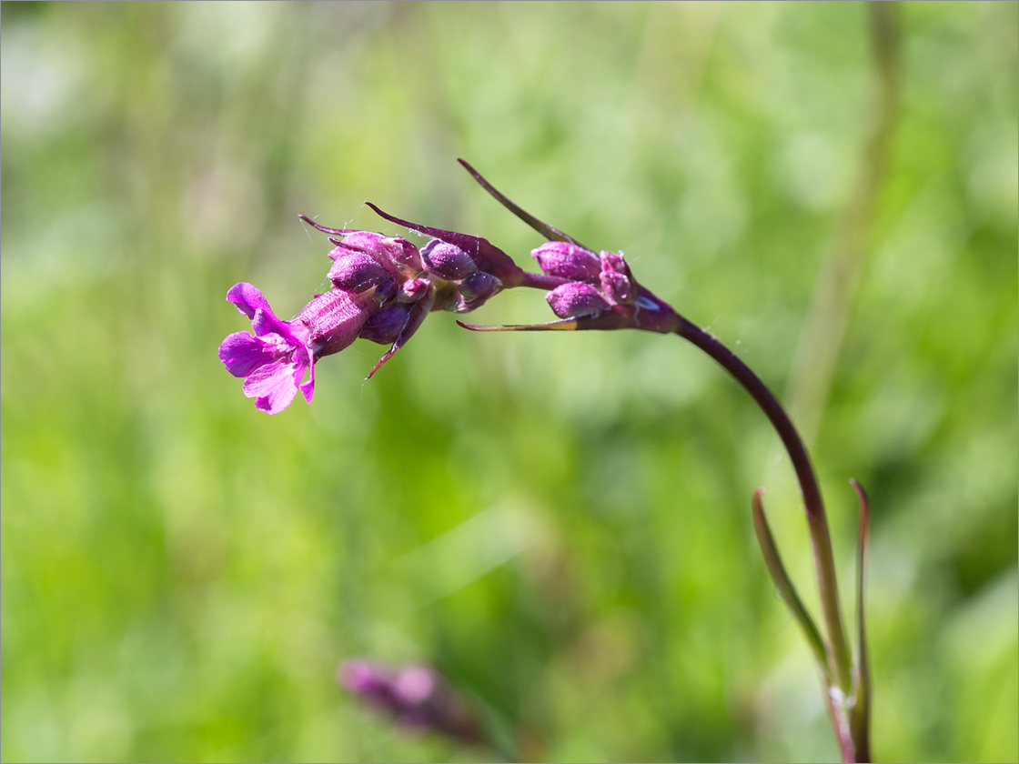 Изображение особи Viscaria vulgaris.