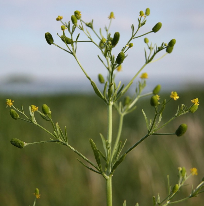 Image of Ranunculus sceleratus specimen.