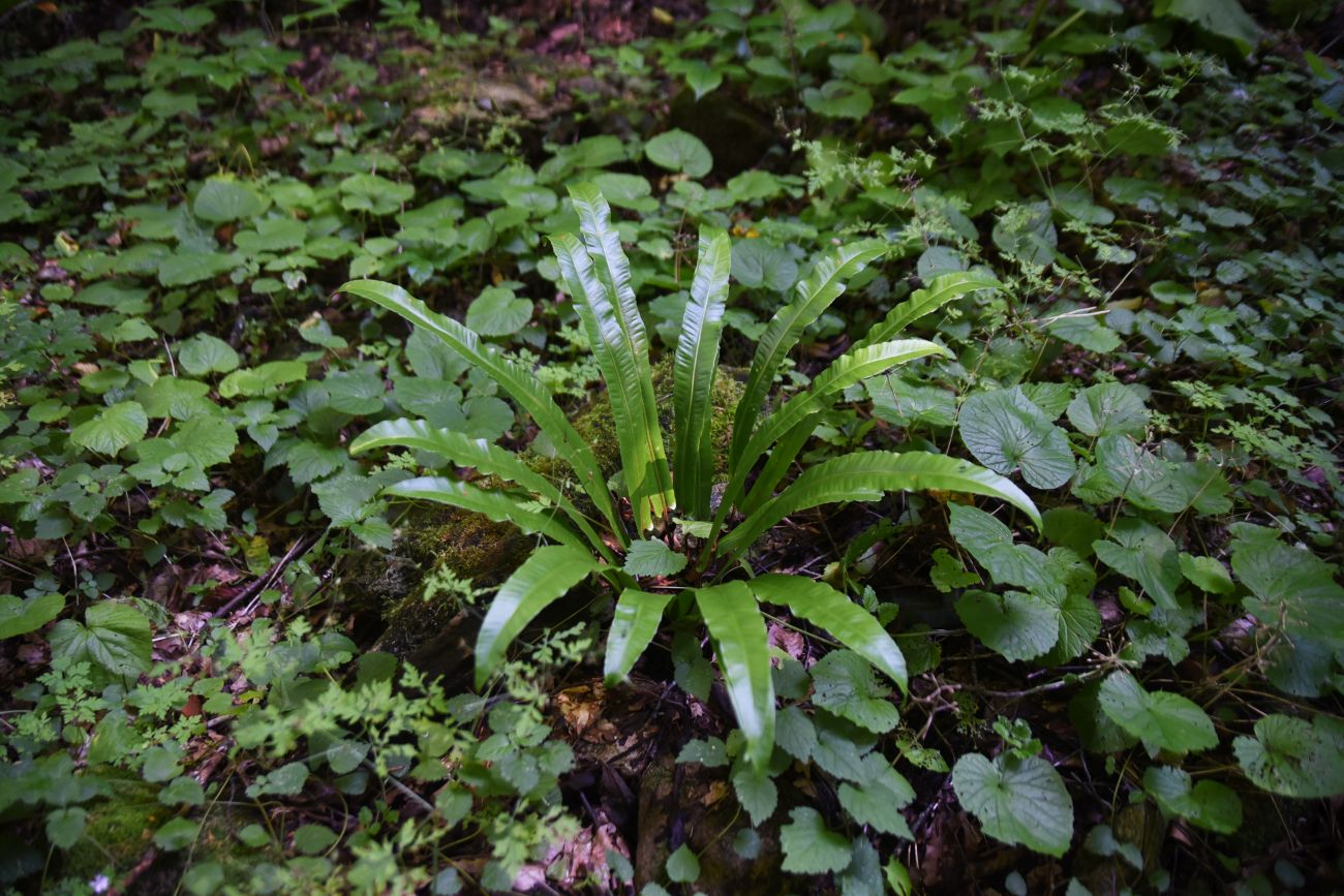 Изображение особи Phyllitis scolopendrium.