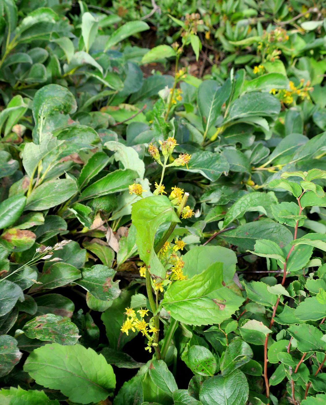 Image of genus Solidago specimen.