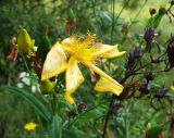 Hypericum ascyron