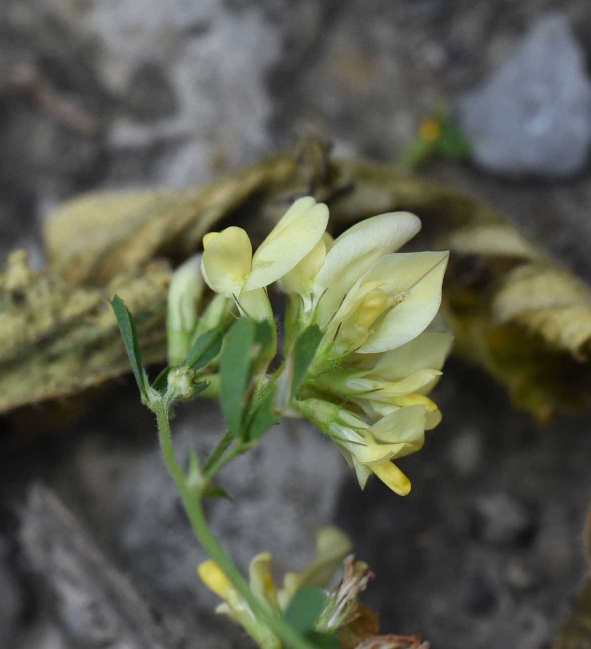 Изображение особи Medicago glutinosa.