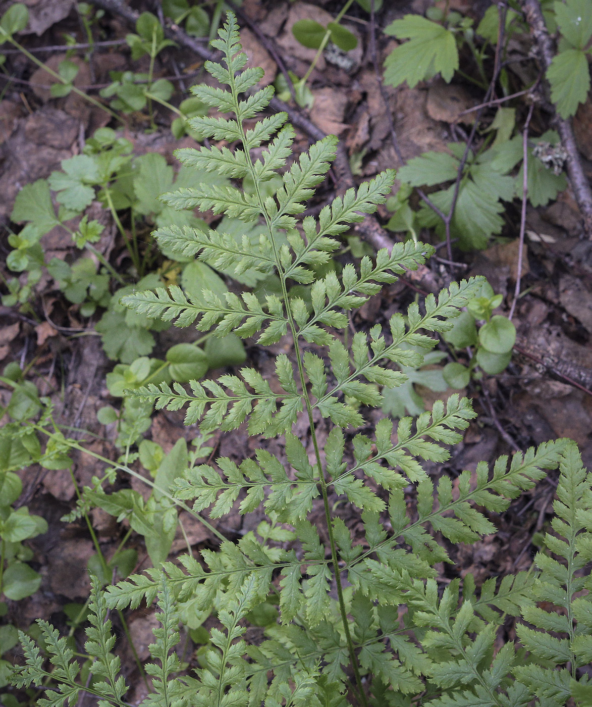 Image of Dryopteris carthusiana specimen.