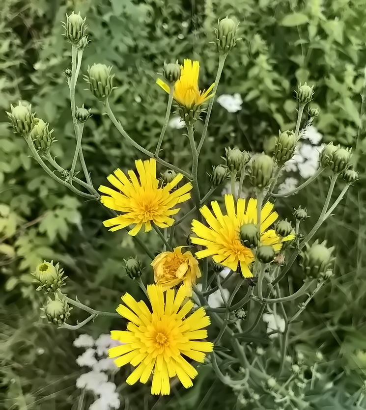 Изображение особи Hieracium umbellatum.