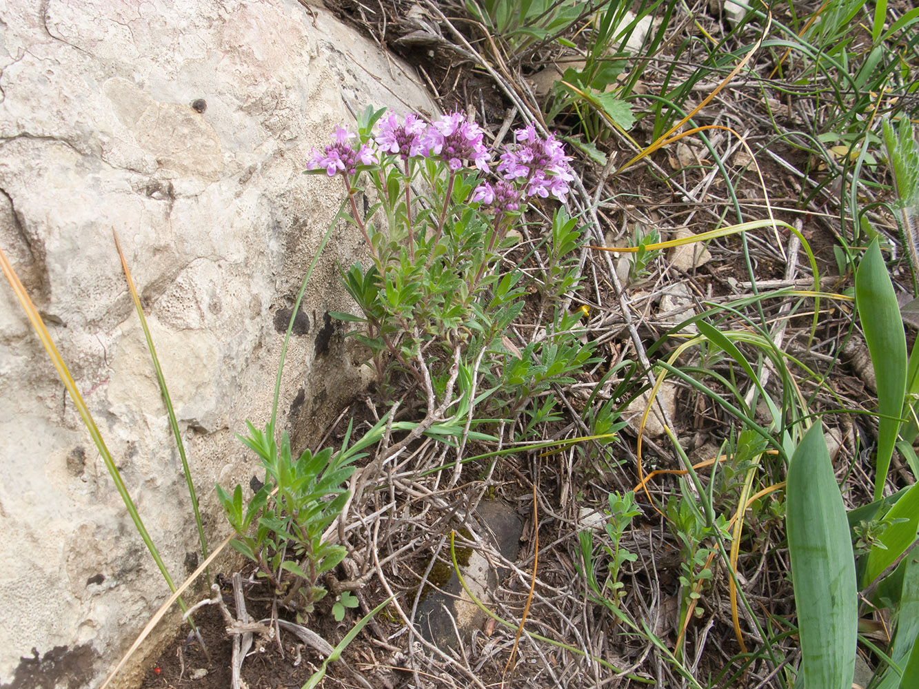 Изображение особи род Thymus.