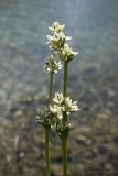 Swertia variabilis. Верхушки побегов с соцветиями. Южный Казахстан, Таласский Алатау, ущелье Коксай, высота 2550 м н.у.м, берег горного озера.