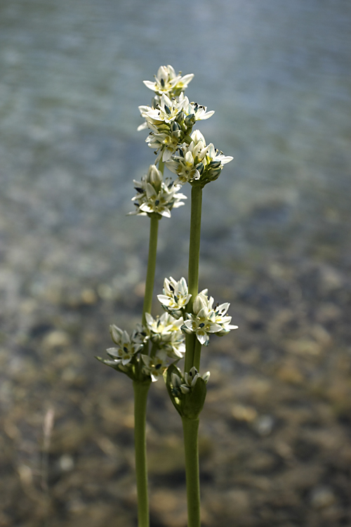 Изображение особи Swertia variabilis.