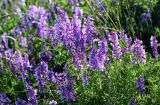 Vicia tenuifolia