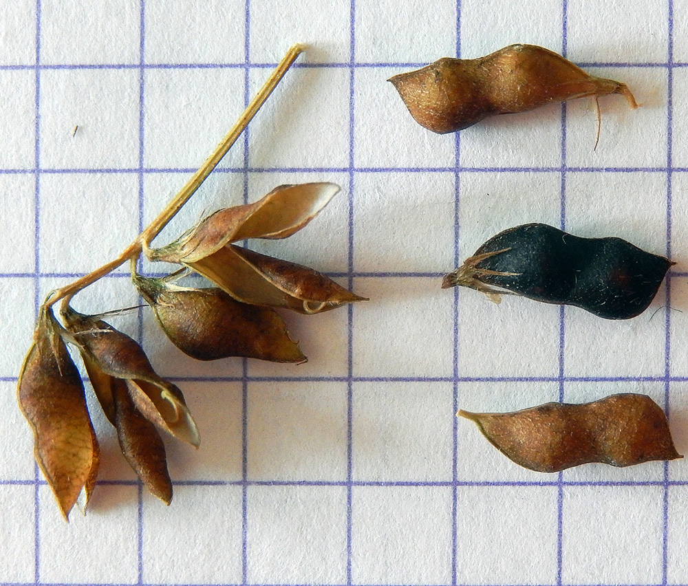 Image of Vicia loiseleurii specimen.