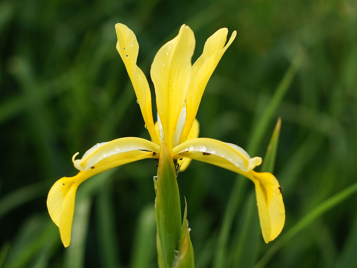 Изображение особи Iris halophila.