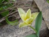 Tulipa kaufmanniana