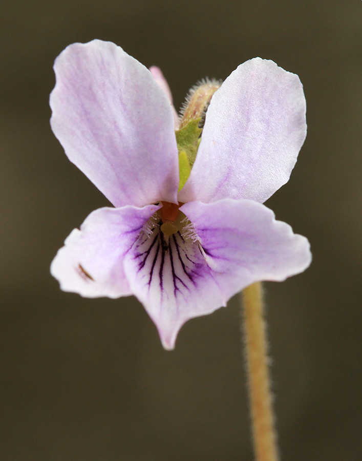Image of Viola prionantha specimen.