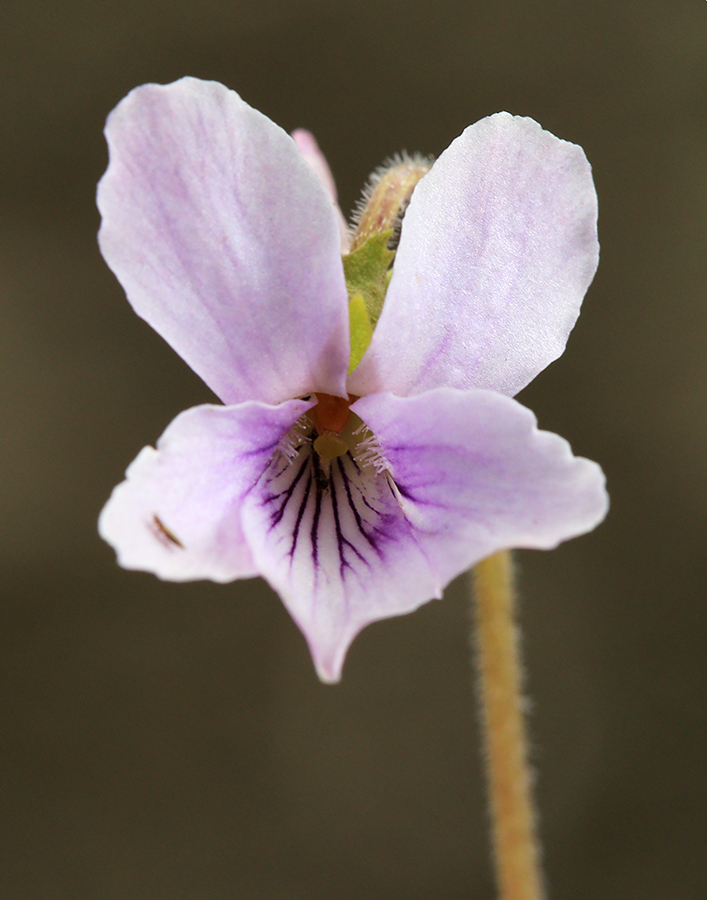 Изображение особи Viola prionantha.