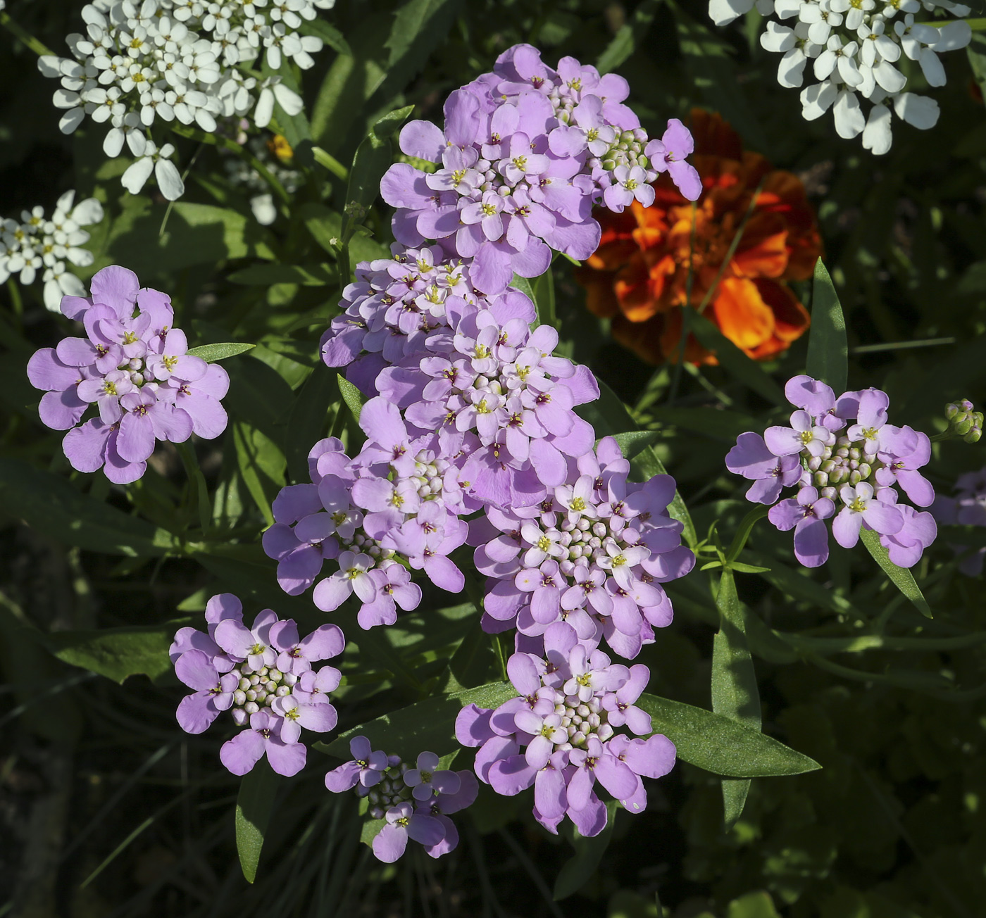 Image of Iberis umbellata specimen.