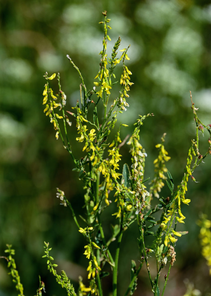 Изображение особи Melilotus officinalis.