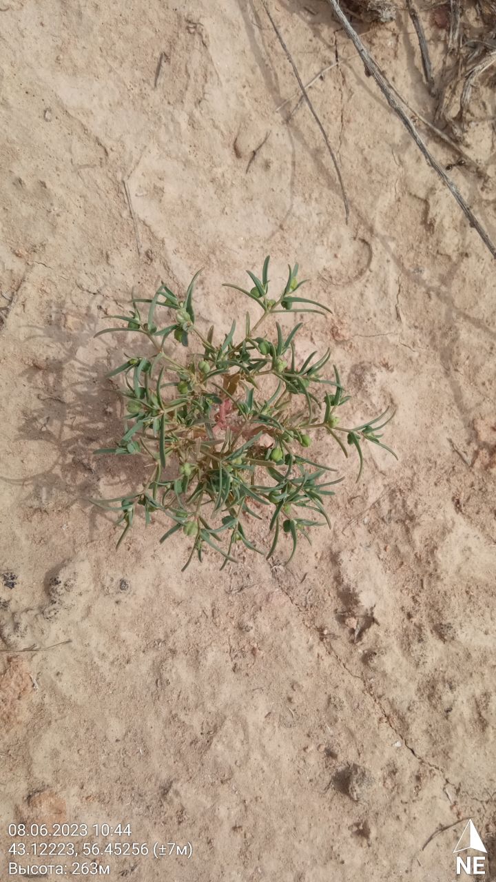 Image of Euphorbia inderiensis specimen.