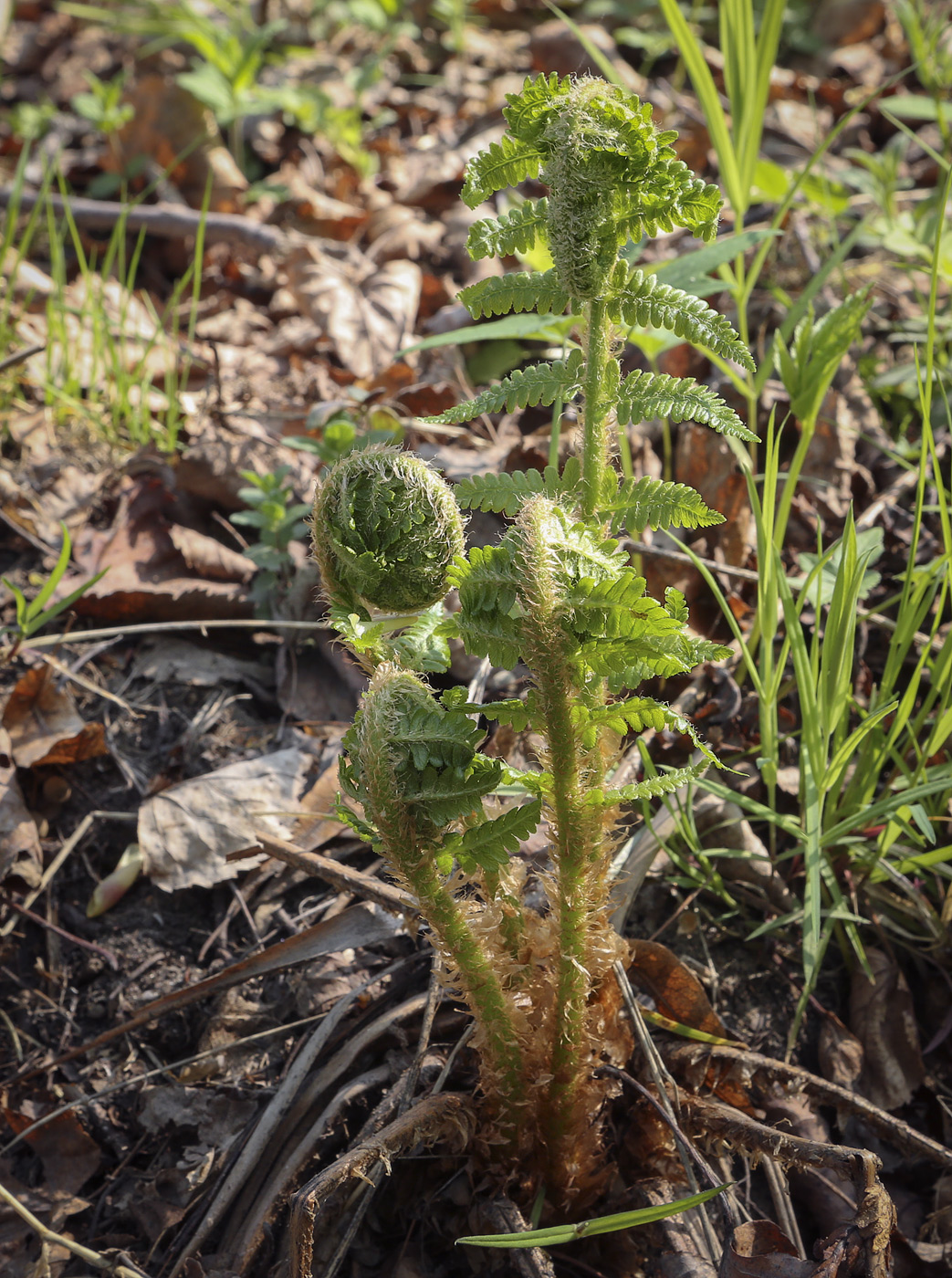 Изображение особи Dryopteris filix-mas.