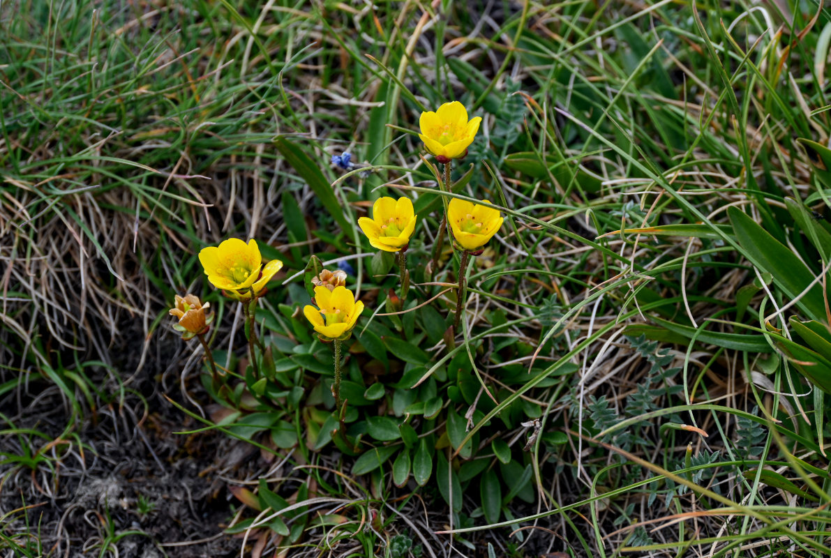 Изображение особи Saxifraga hirculus.