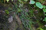 Cassiope lycopodioides. Вегетирующее растение. Курильские о-ва, о-в Кунашир, вулкан Менделеева, ≈ 600 м н.у.м., смешанный лес, каменистый склон. 21.08.2022.