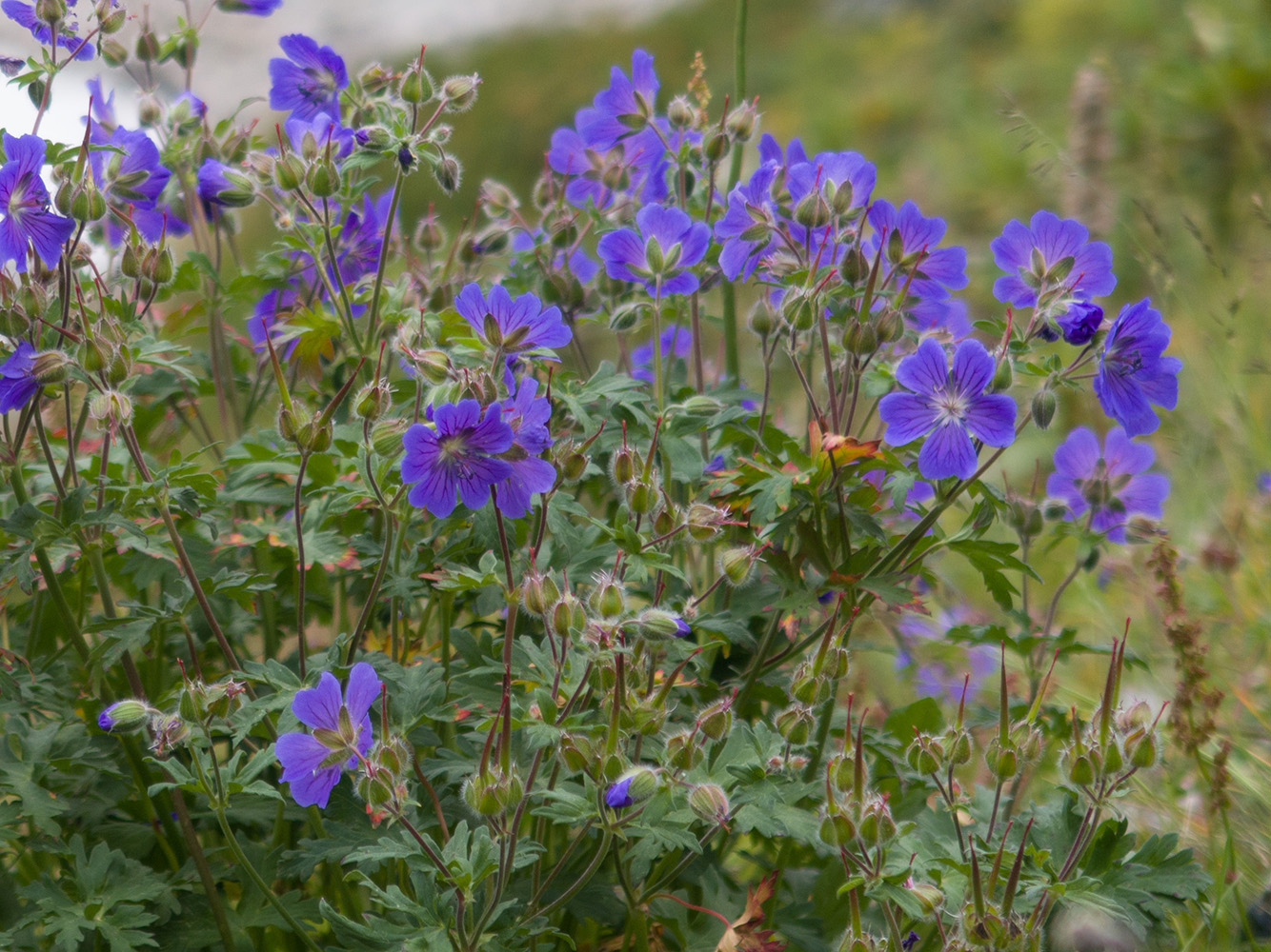 Изображение особи Geranium gymnocaulon.