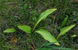 Hosta rectifolia. Вегетирующие растения в сообществе с Oxycoccus palustris. Сахалин, Холмский гор. округ, мыс Слепиковского, болото. 26.08.2021.