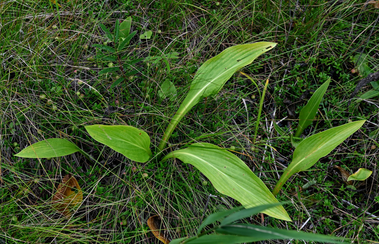 Image of Hosta rectifolia specimen.