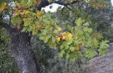 genus Quercus