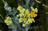 Helichrysum arenarium