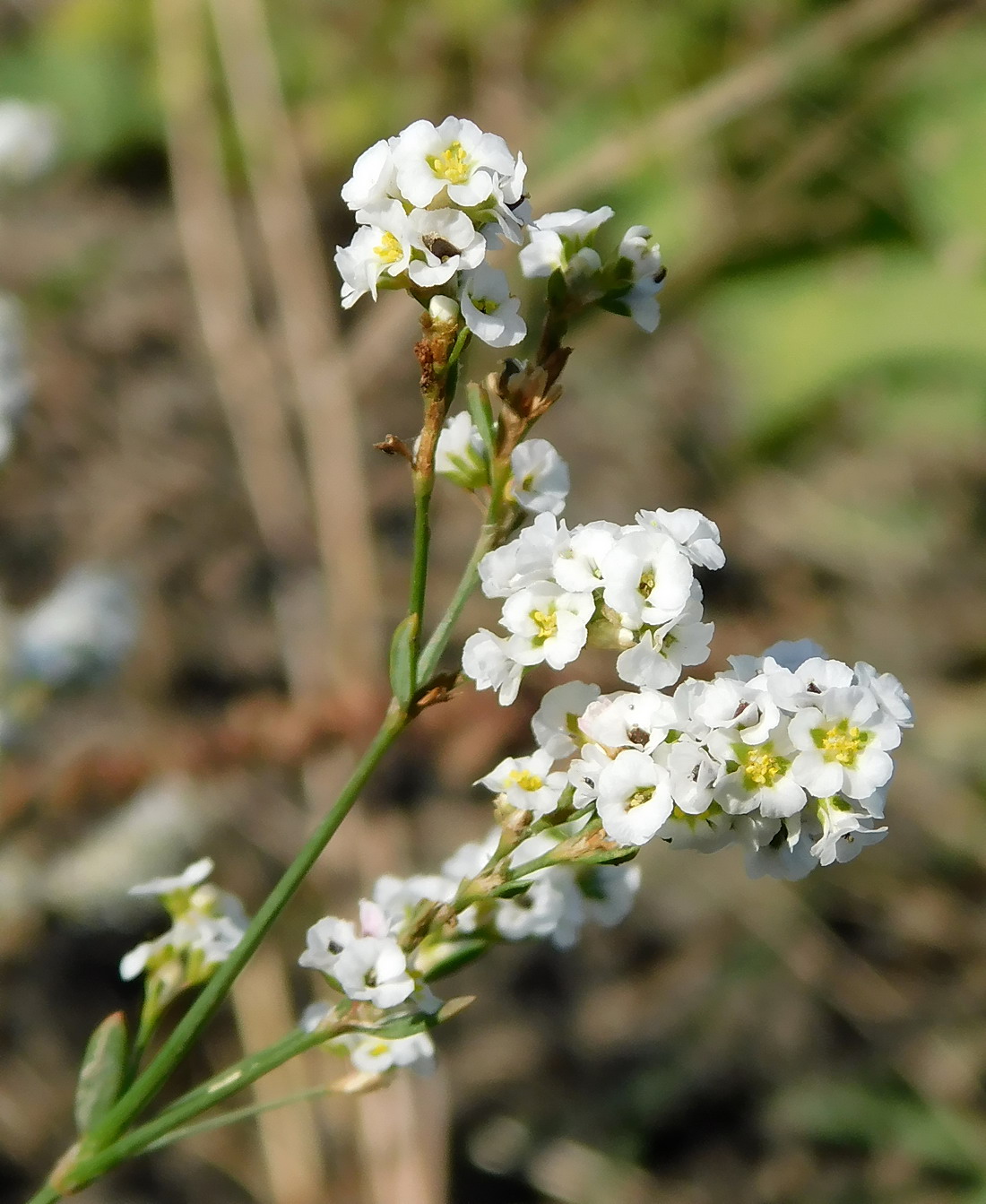 Изображение особи Polygonum pseudoarenarium.