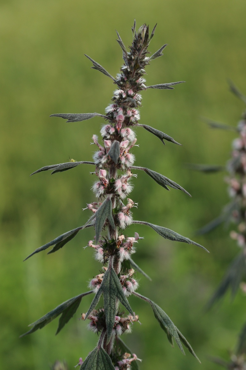 Изображение особи Leonurus quinquelobatus.