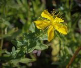 Hypericum maculatum