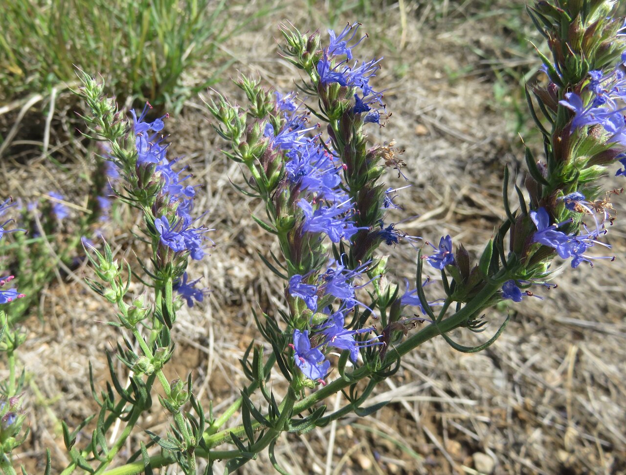 Изображение особи Hyssopus officinalis ssp. aristatus.