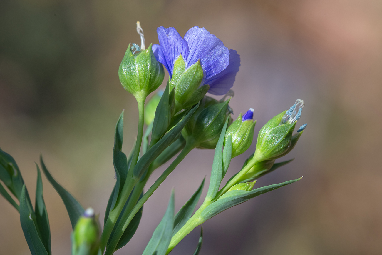 Image of Linum usitatissimum specimen.