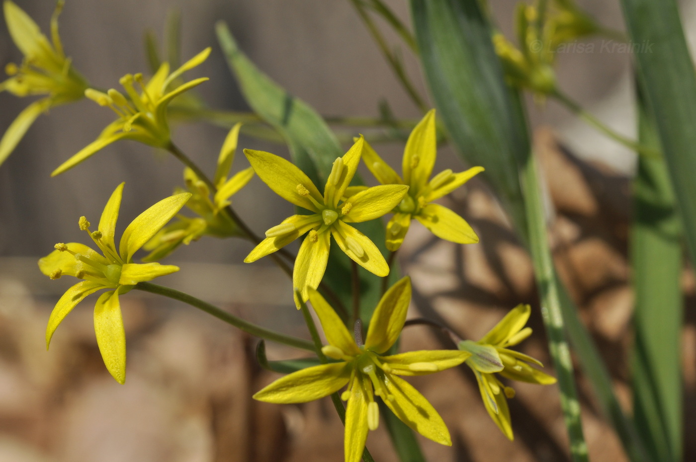 Изображение особи Gagea terraccianoana.