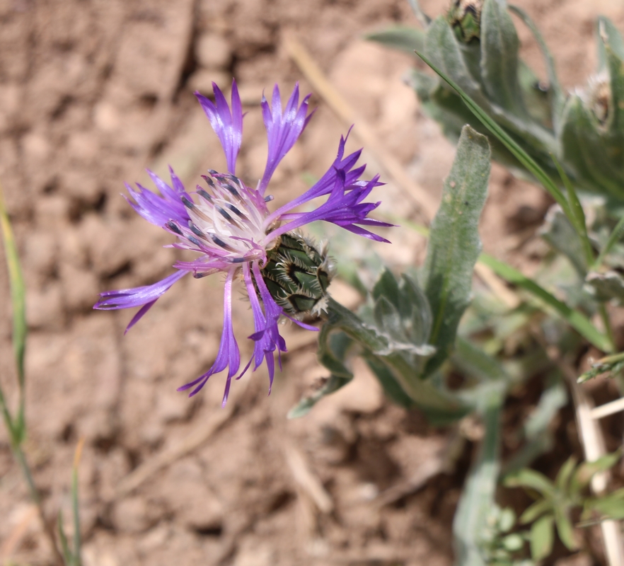 Image of genus Centaurea specimen.