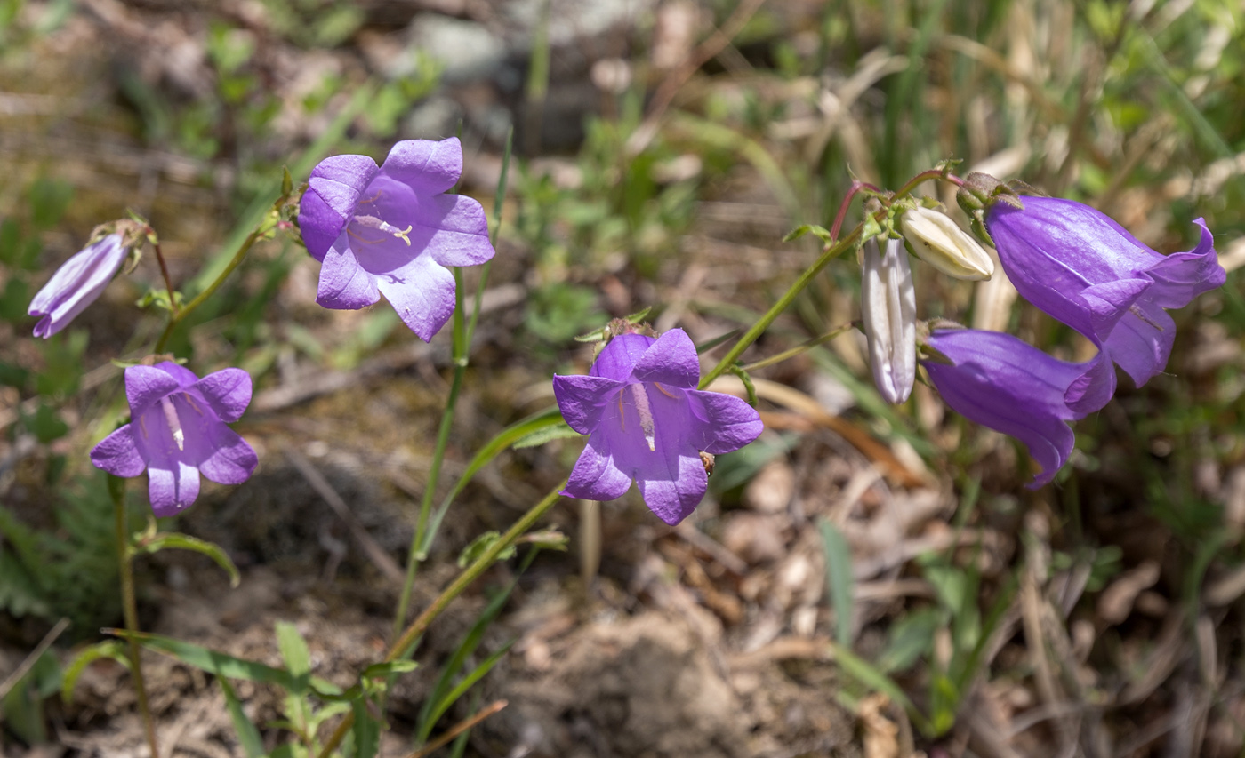 Image of genus Campanula specimen.