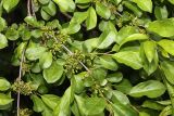 Rhamnus ussuriensis. Часть ветви с соцветиями. Приморский край, Спасский р-н, окр. ж.-д. ст. Кнорринг, обочина дороги. 01.06.2024.