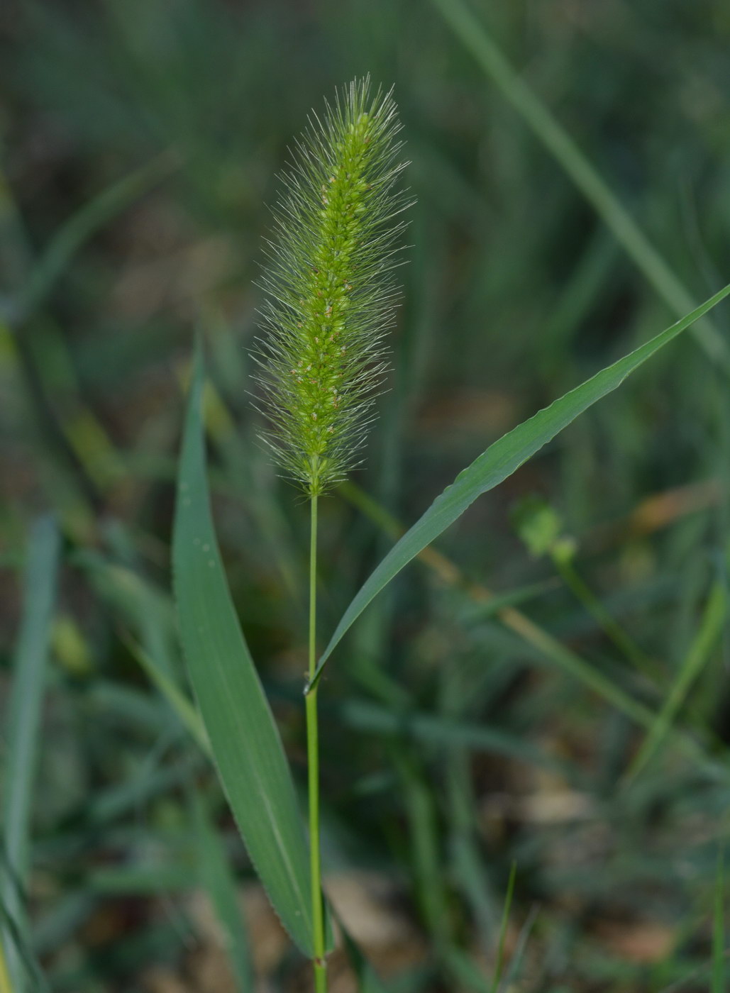 Image of Setaria viridis specimen.