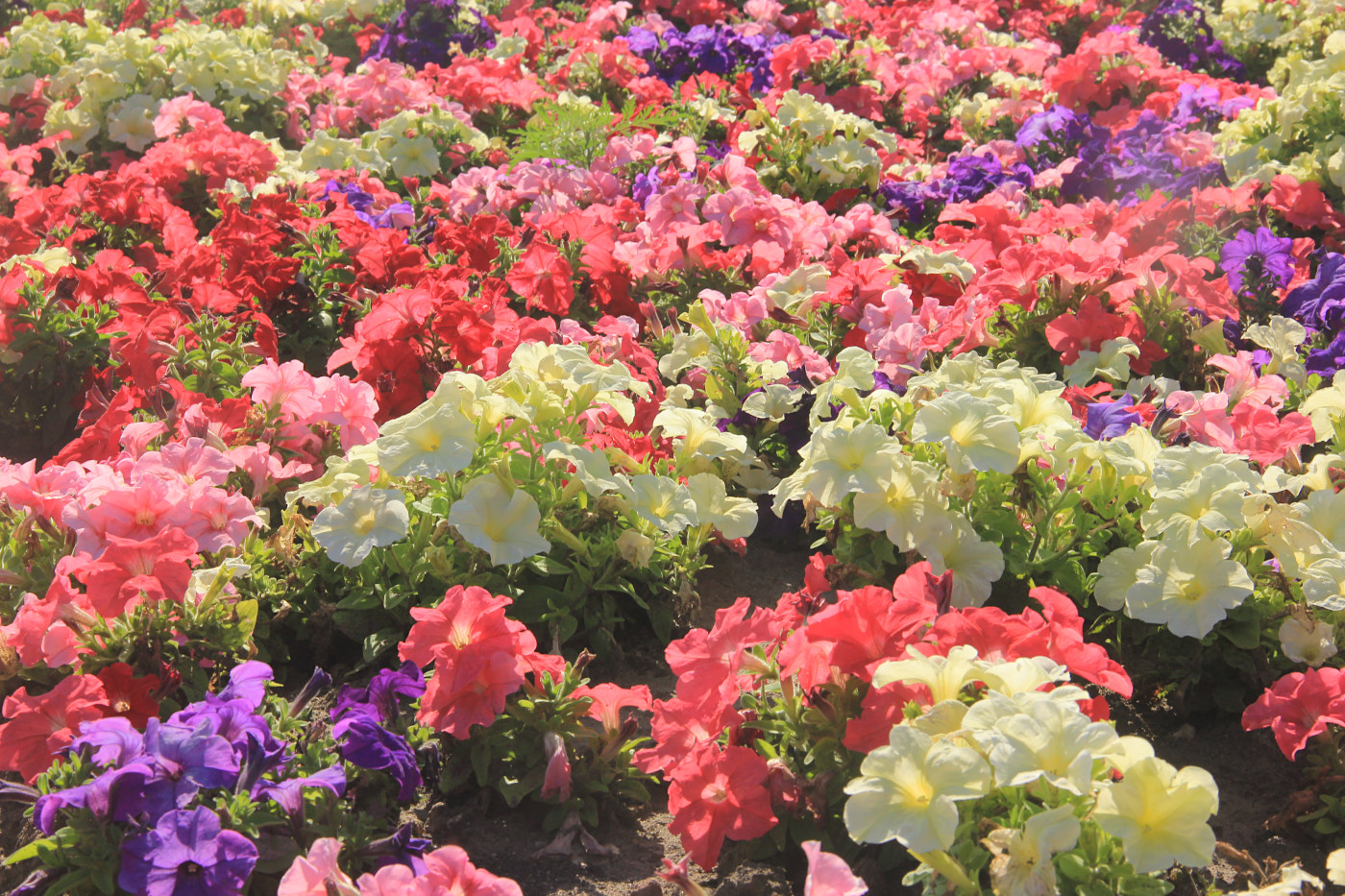 Изображение особи Petunia &times; atkinsiana.