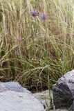 Allium sacculiferum