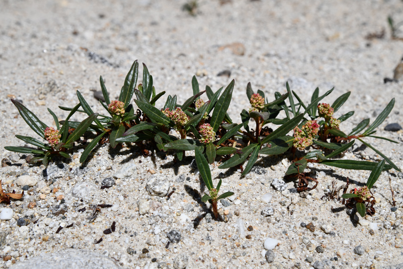 Image of Knorringia pamirica specimen.