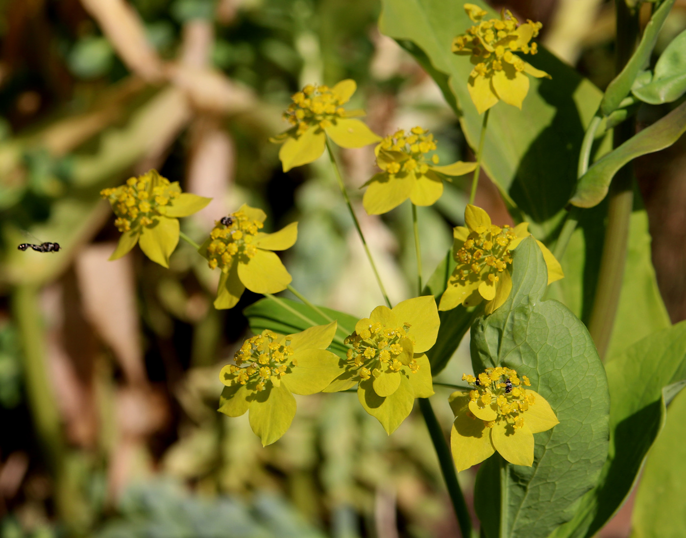 Изображение особи Bupleurum longifolium ssp. aureum.