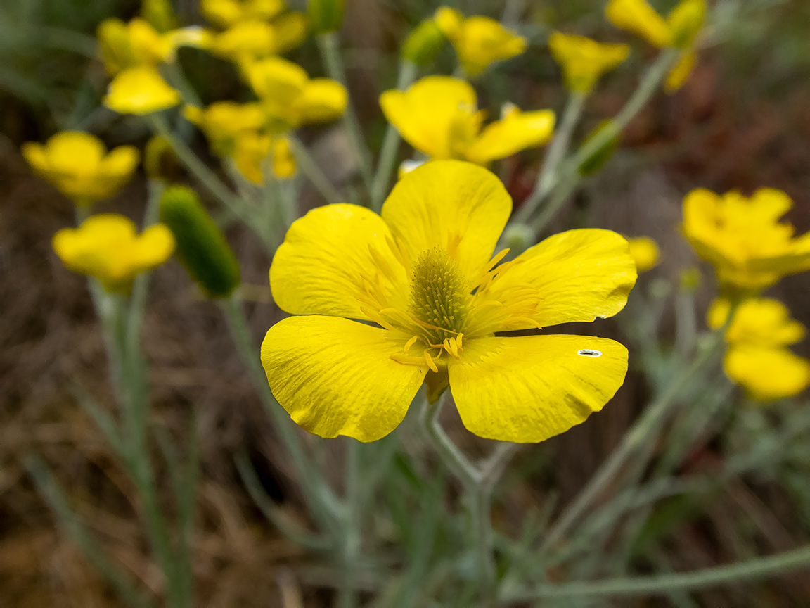 Изображение особи Ranunculus illyricus.