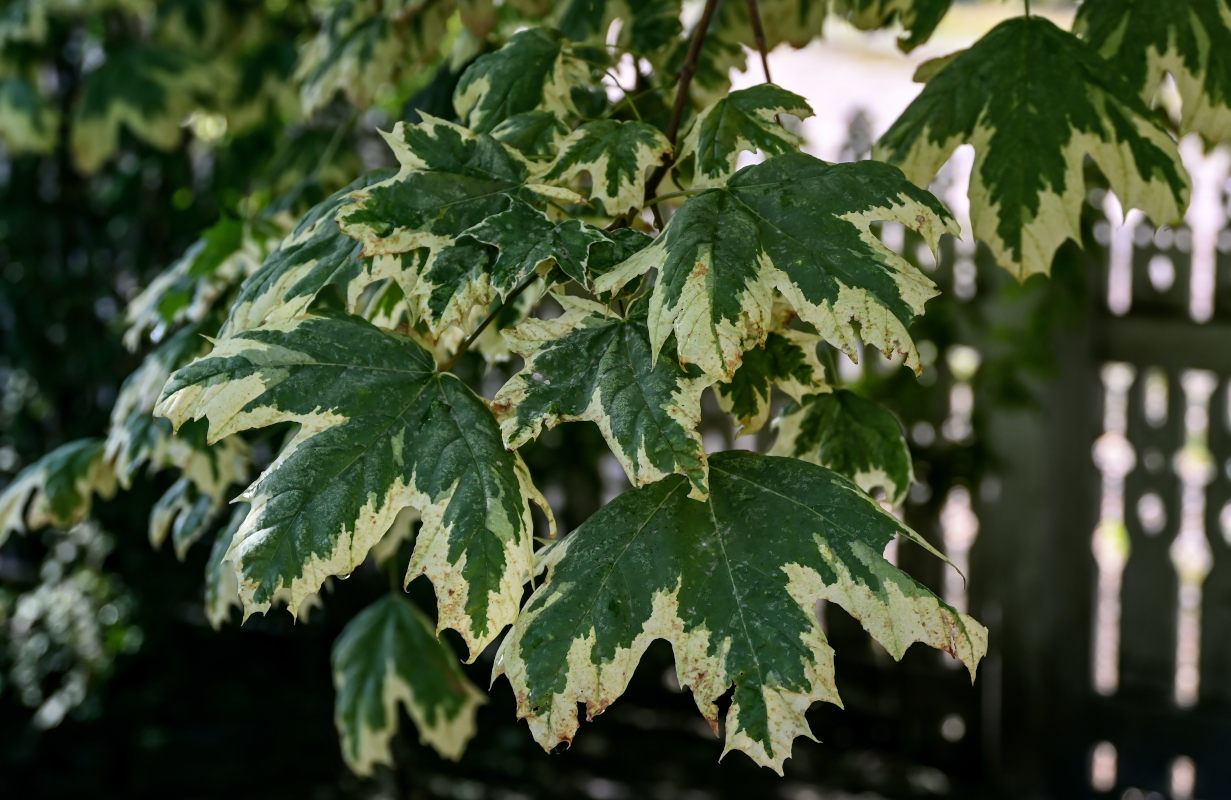 Image of Acer platanoides specimen.