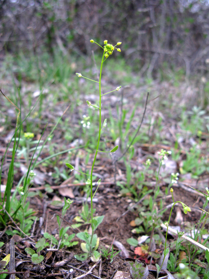 Image of Draba nemorosa specimen.