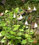 Linnaea borealis. Цветущие растения. Ленинградская обл., окр. пос. Яппиля, оз. Зеркальное, 8 июля 2005 г.